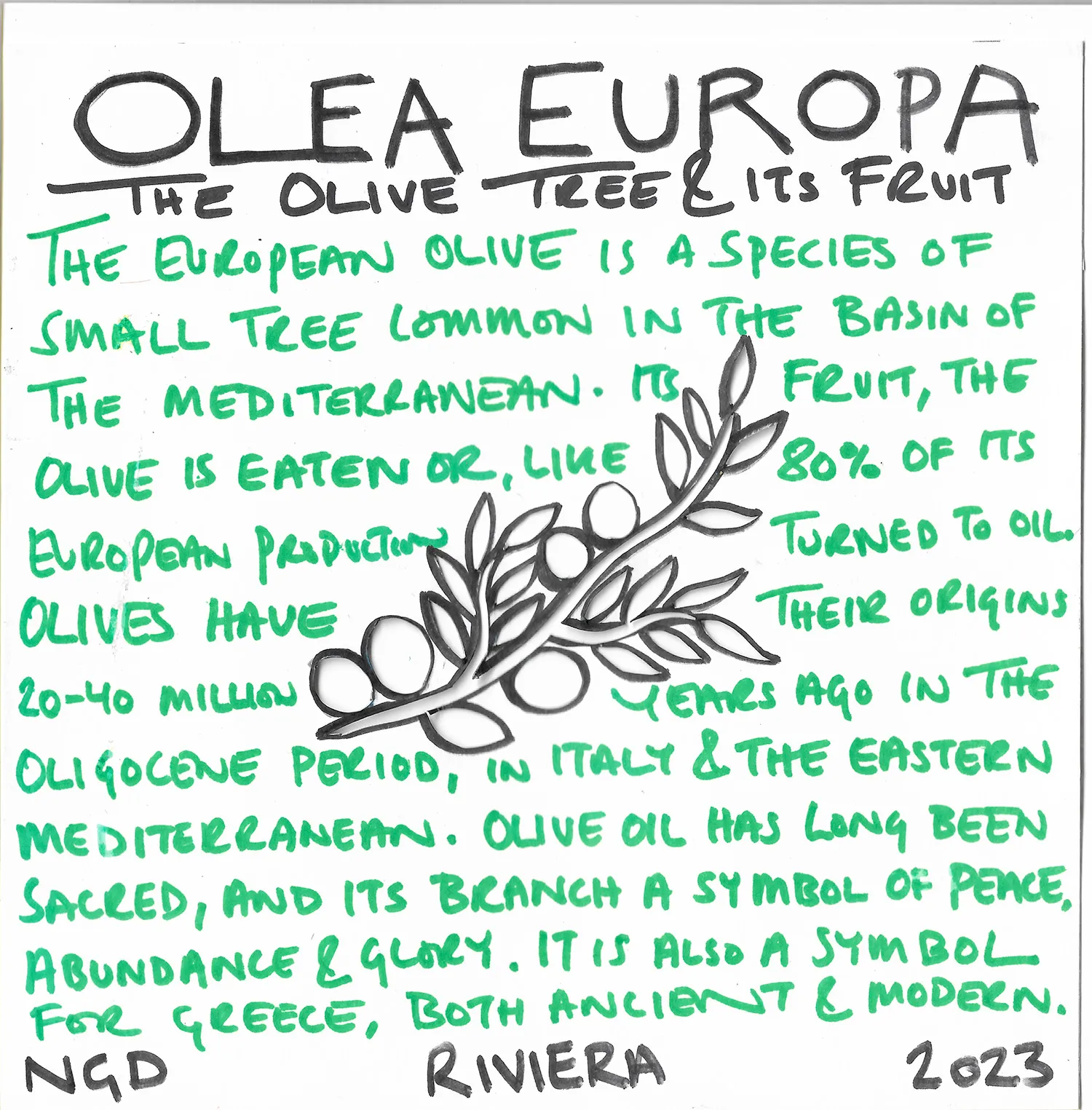 Olea Europa