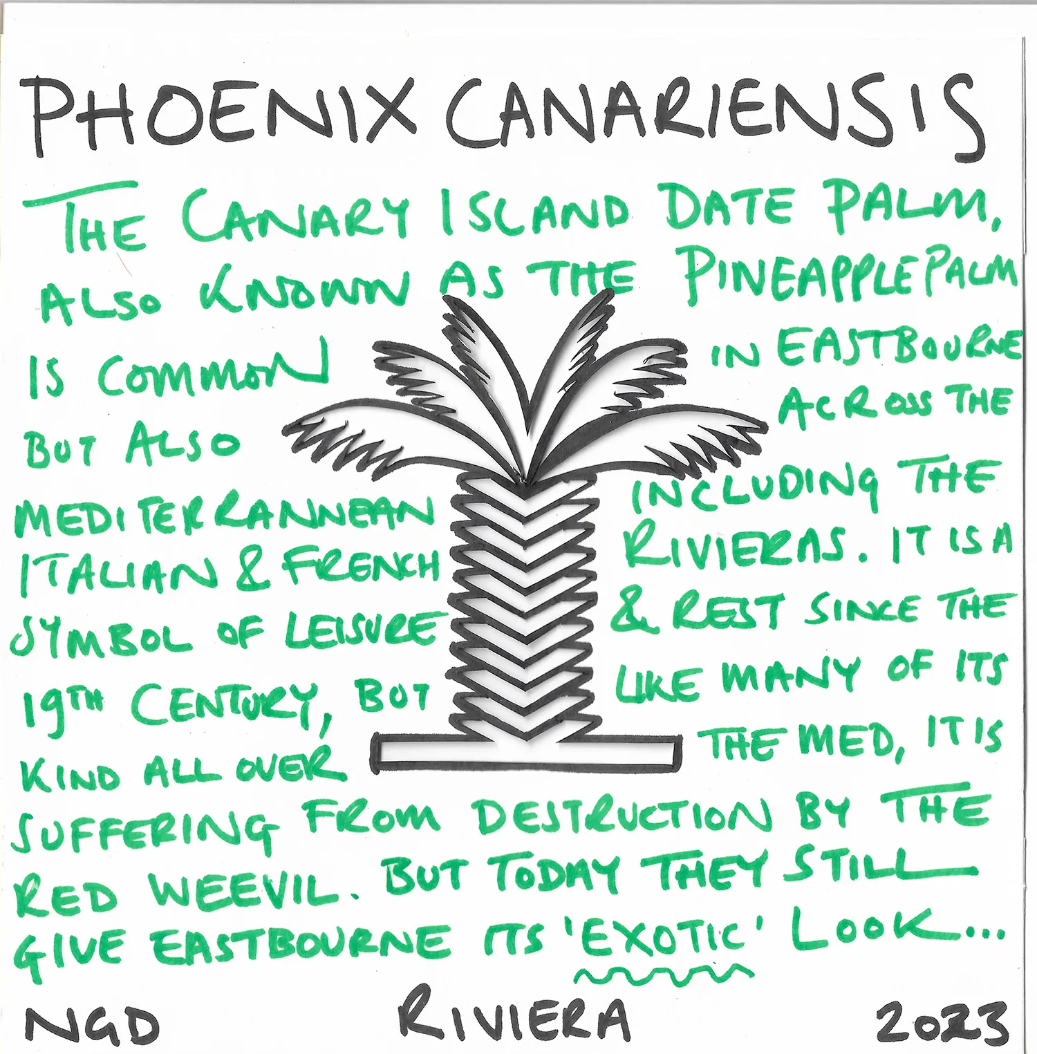 Phoenix Canariens
